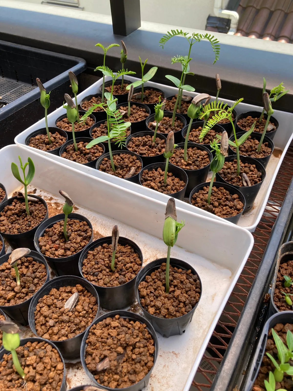 Delonix regia var. flavida (デロニクス レジア 鳳凰木)