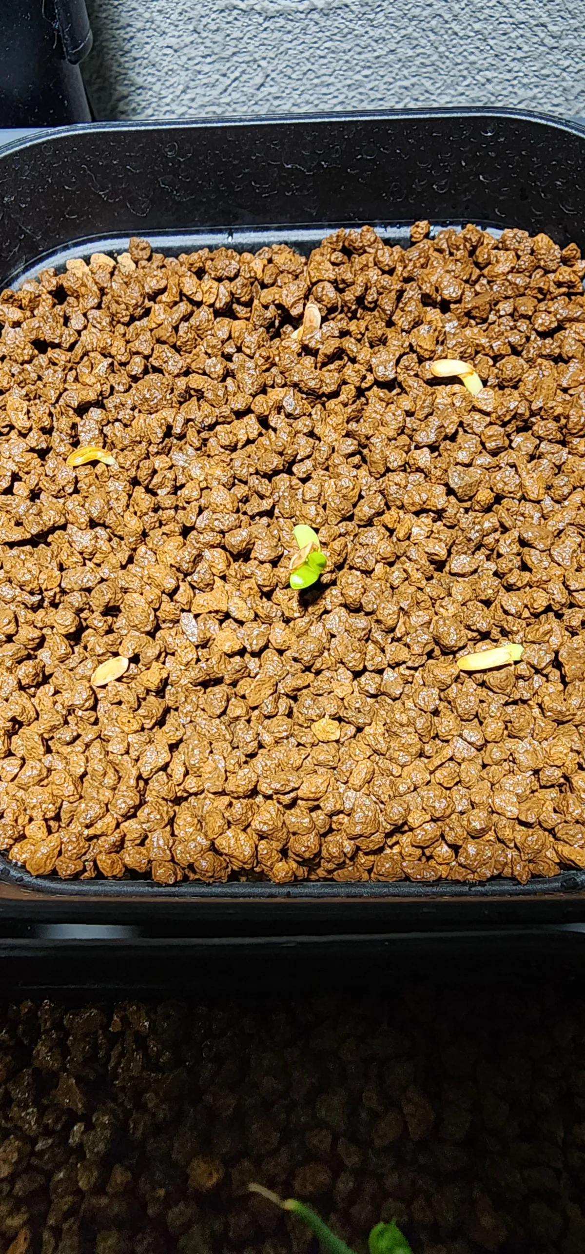 Pachypodium rosulatum subsp. makayense (パキポディウム マカイエンセ)