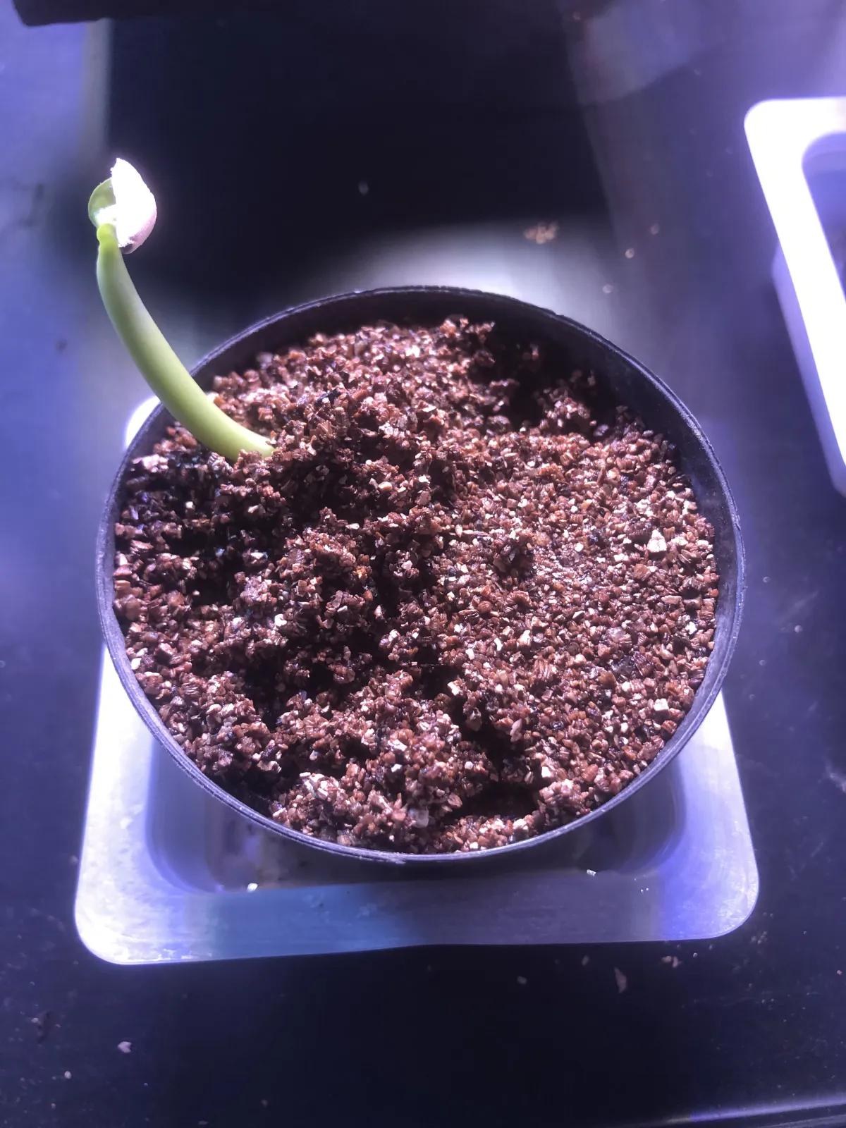 Adenium obesum subsp. obesum Black Gold Crown (アデニウム black gold crown)