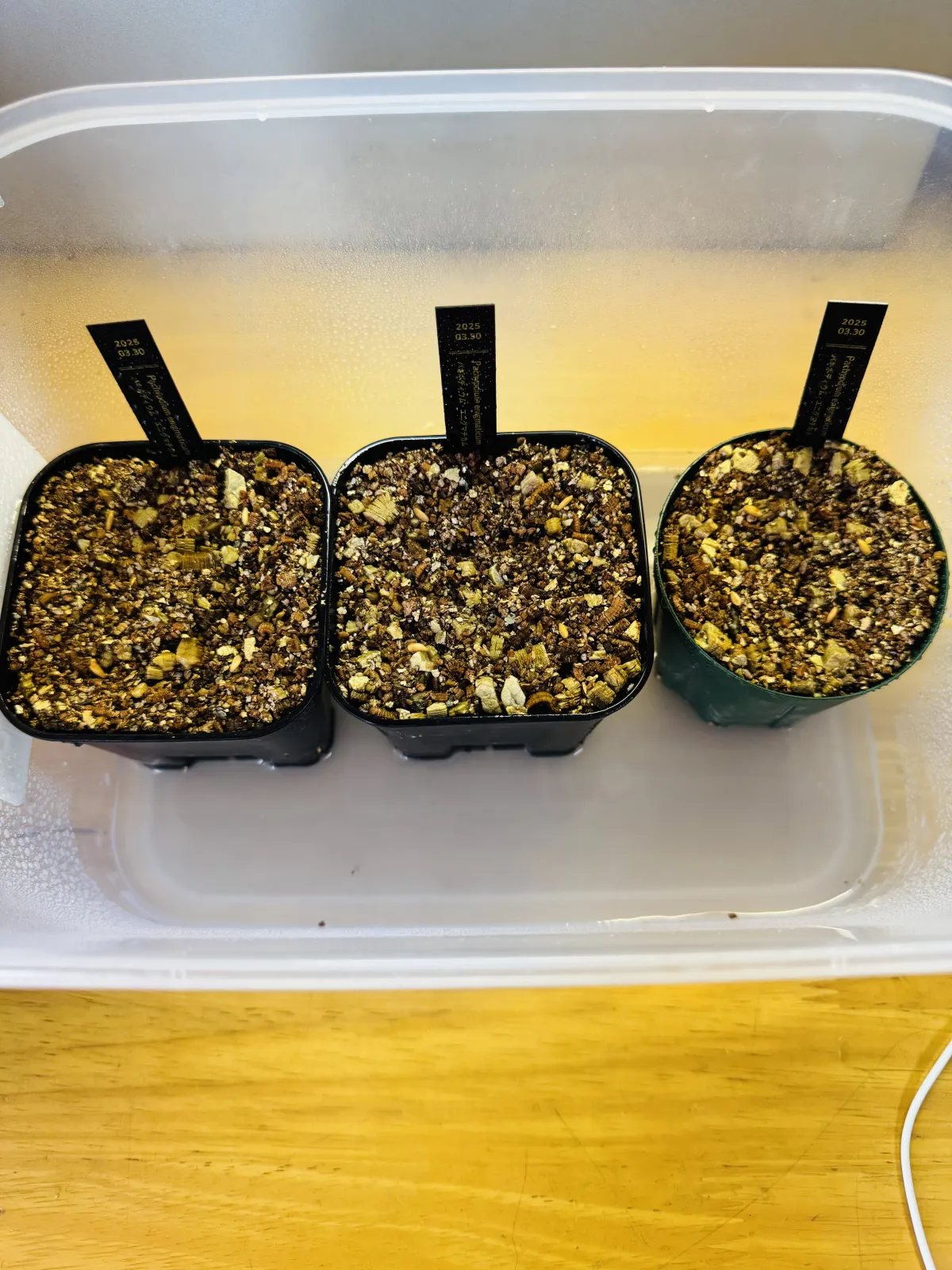 Pachypodium enigmaticum (パキポディウム エニグマチカム)