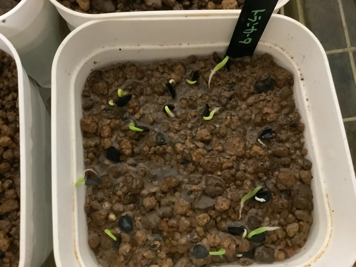 Agave parryi var. truncata (アガベ パリー トランカータ)