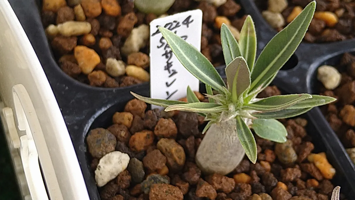 Pachypodium succulentum (パキポディウム サキュレンタム 天馬空)