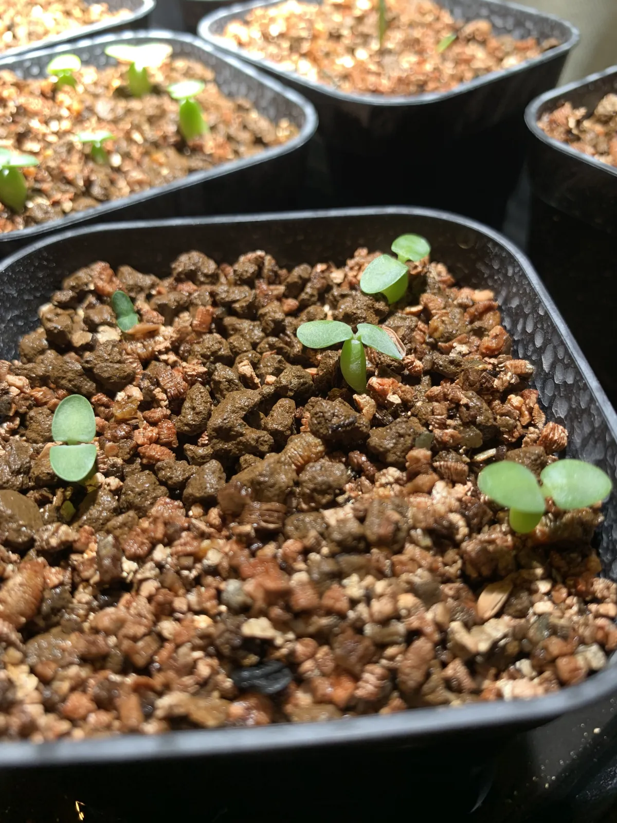 Pachypodium enigmaticum (パキポディウム エニグマチカム)