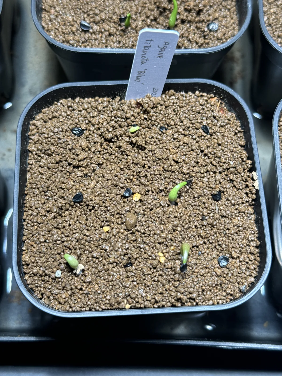 Agave titanota 'Blue' (アガベ チタノタブルー)