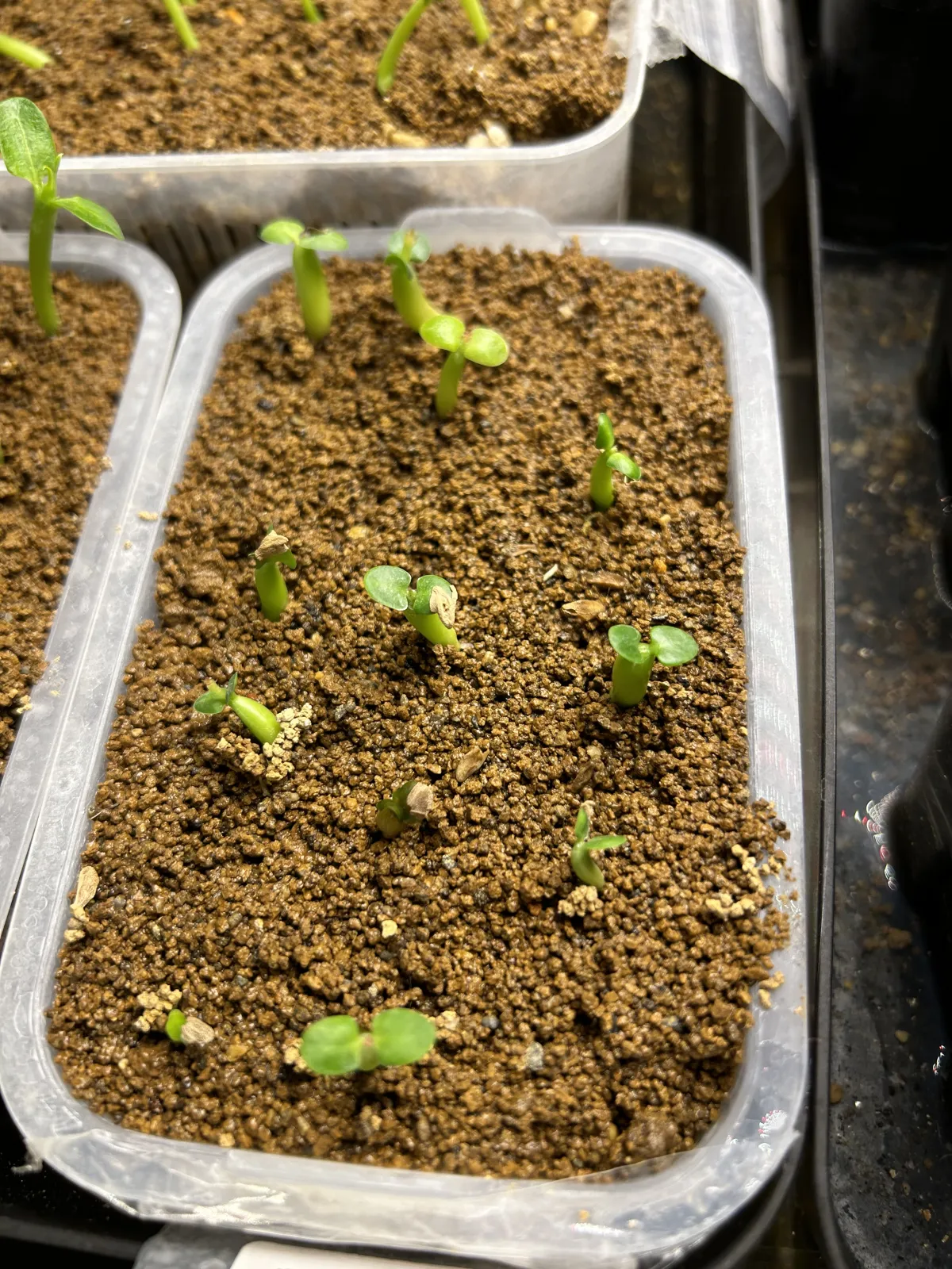 Pachypodium succulentum (パキポディウム サキュレンタム 天馬空)