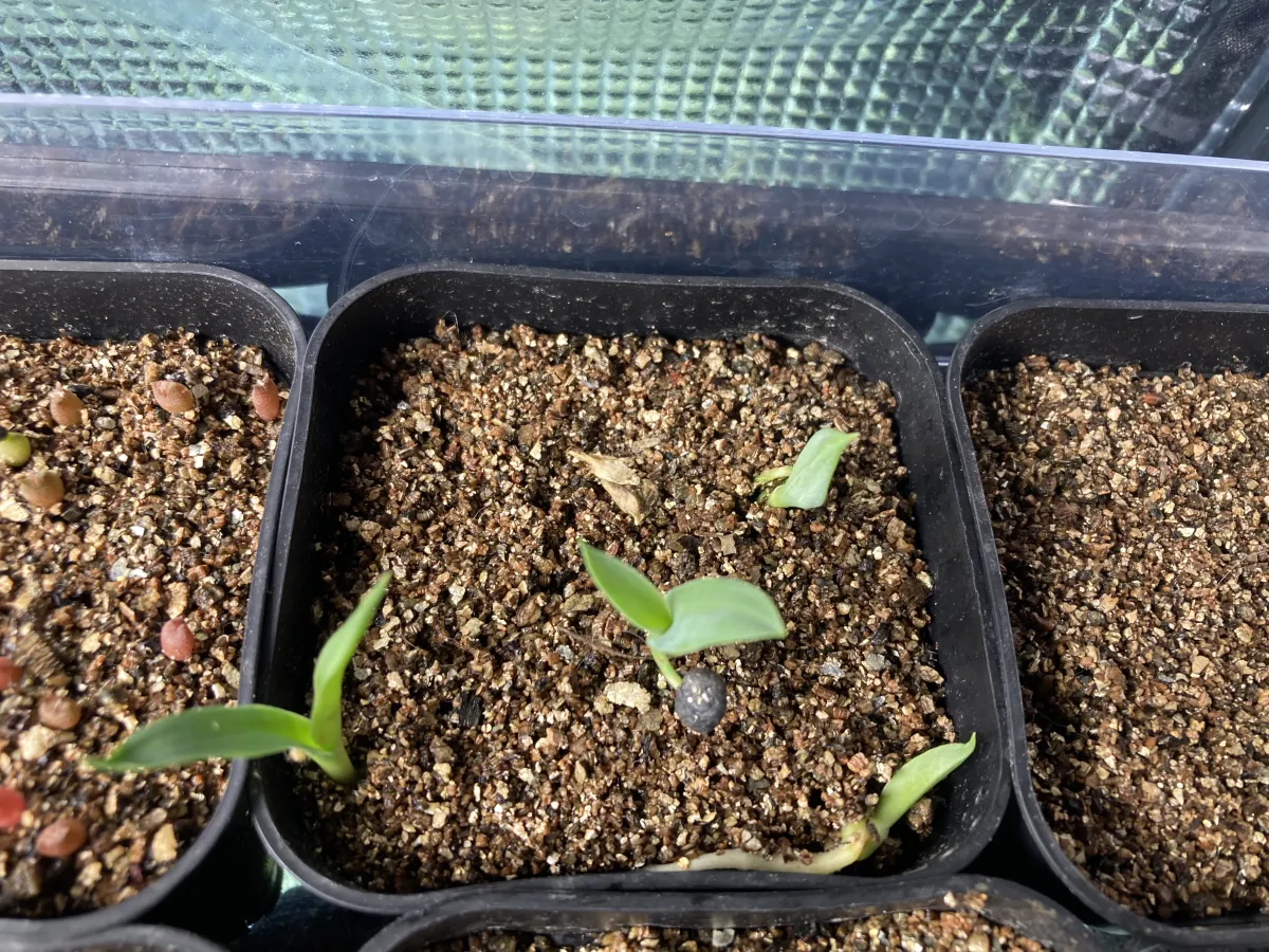 Yucca filifera (ユッカ フィリフェラ)