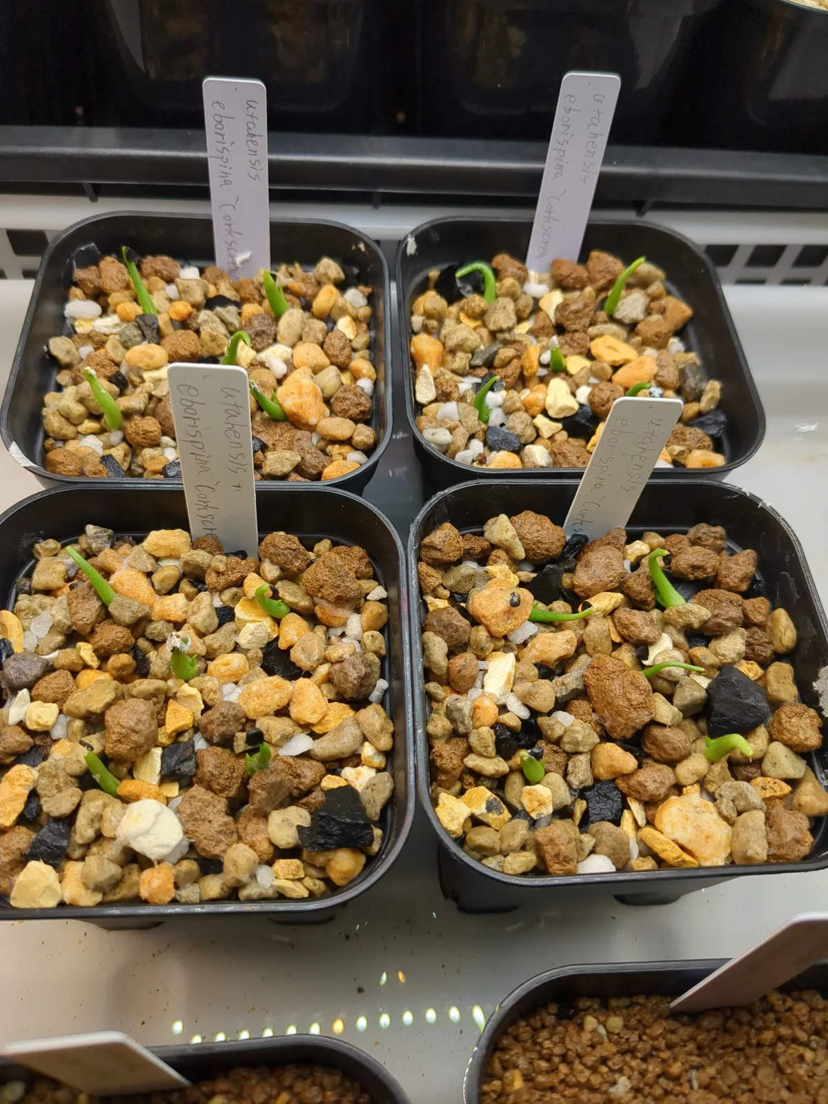 Agave utahensis var. eborispina 'Corkscrew' (アガベ ユタエンシスコークスクリュー)