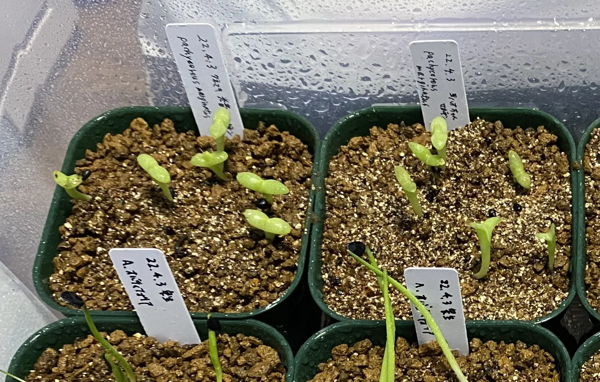 Pachycereus weberi (パキセレウス ウェベリー)