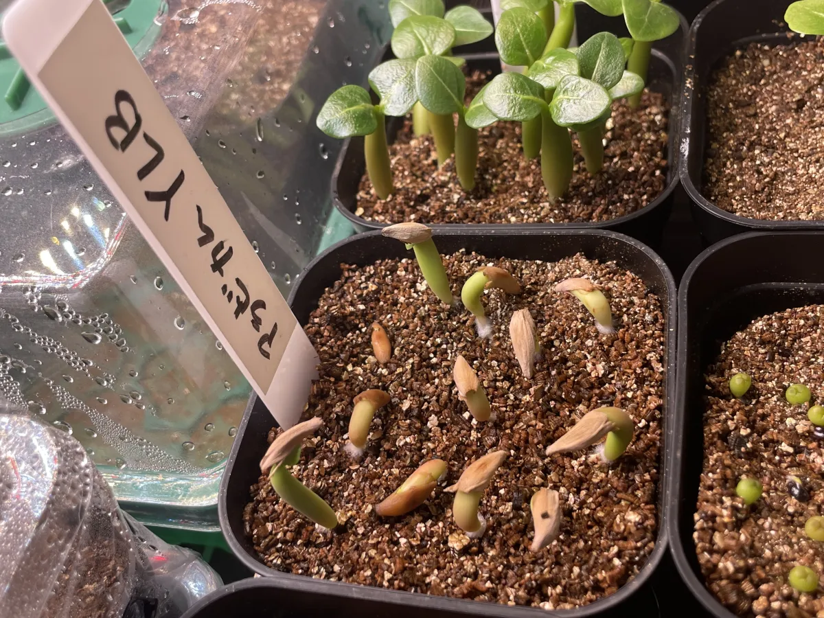 Adenium arabicum (アデニウム アラビカム)