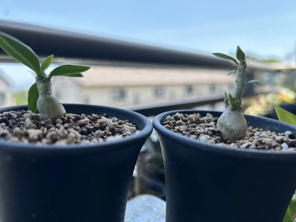 Pachypodium bispinosum (パキポディウム ビスピノーサム)