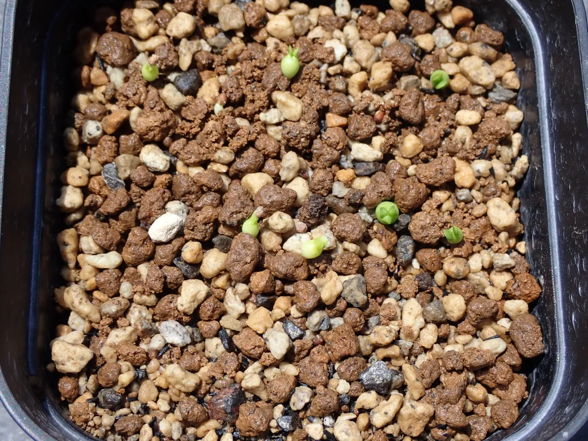 Euphorbia stellata (ユーフォルビア ステラータ 飛竜)