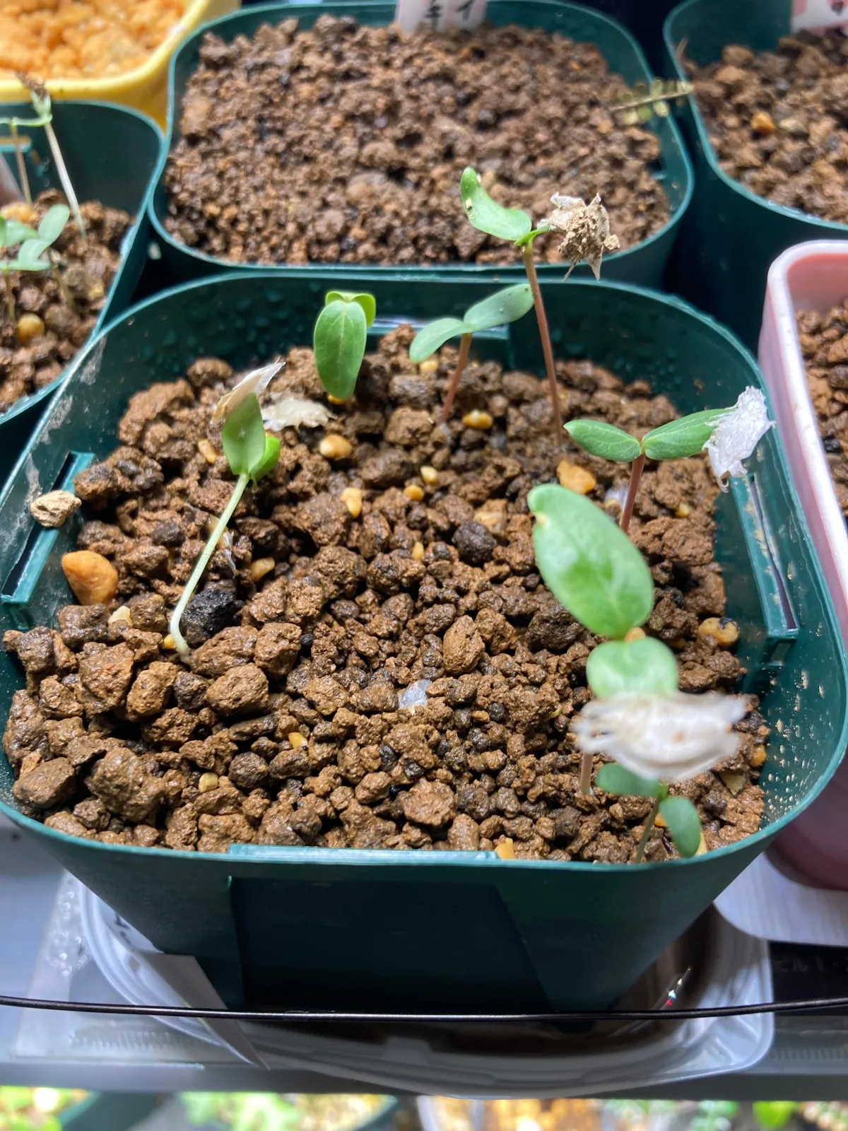 Fouquieria ochoterenae (フォークイエリア オコトテレナエ)