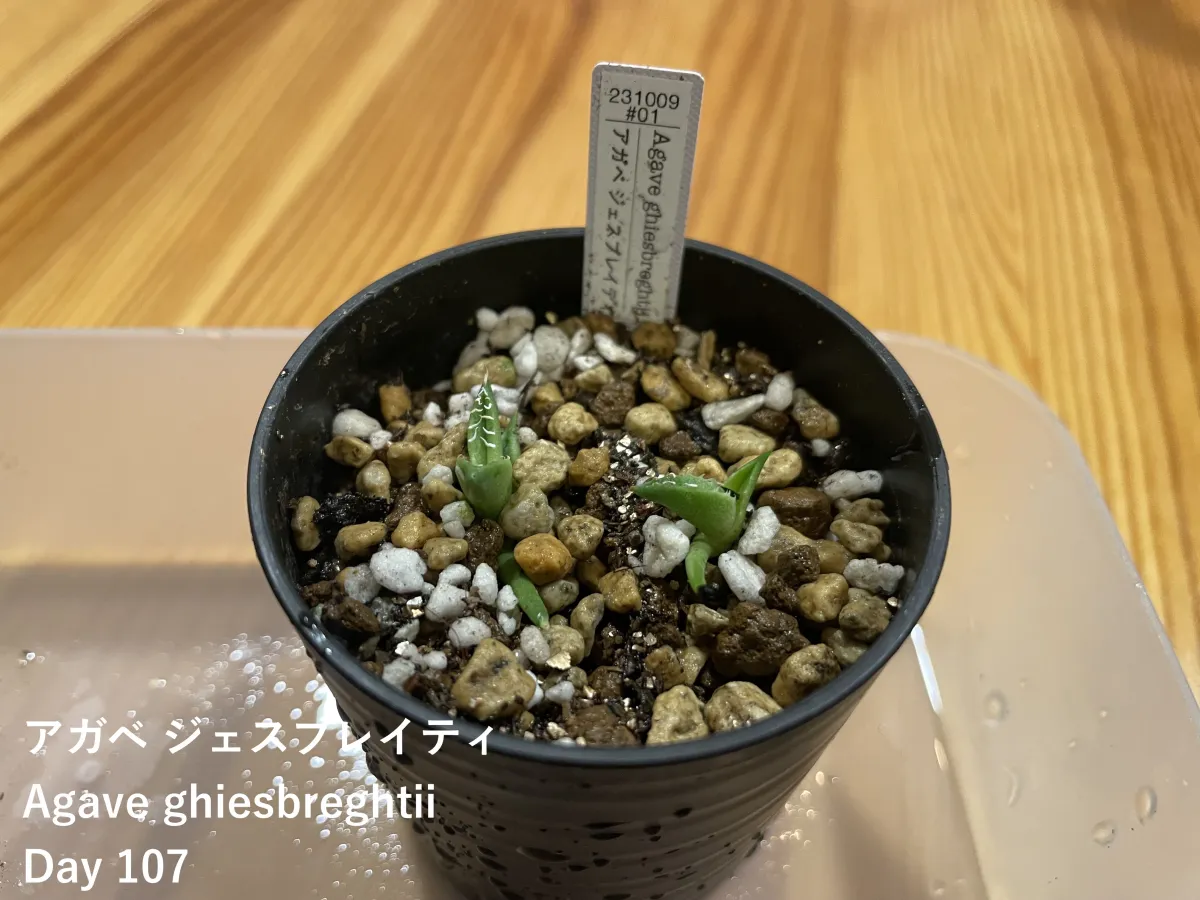 Agave ghiesbreghtii (アガベ ジェスブレイティ)