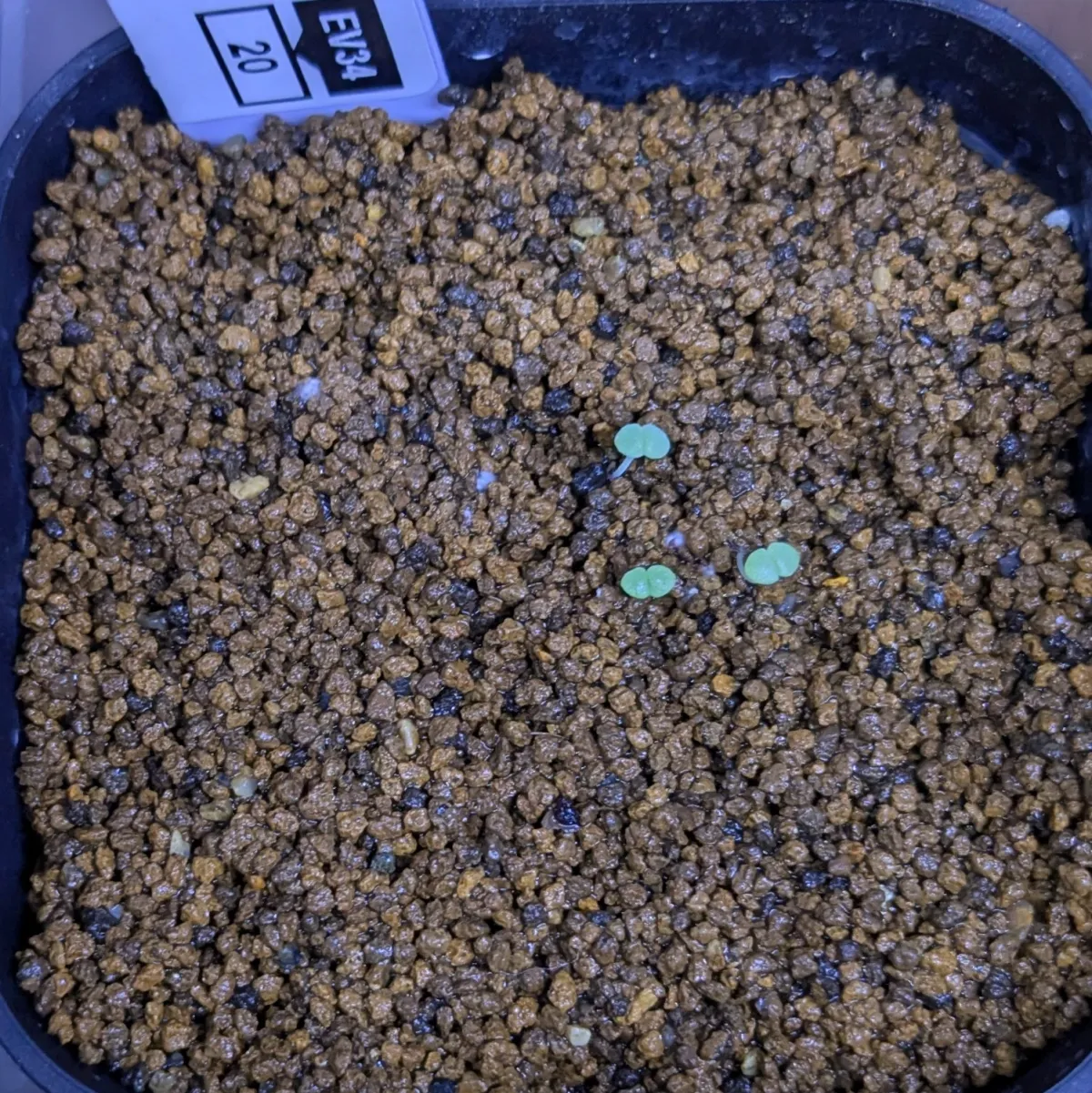 Echeveria agavoides Contepec (エケベリア アガボイデスコンタペック)