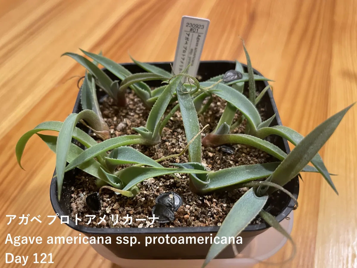 Agave americana ssp. protoamericana (アガベ プロトアメリカーナ)