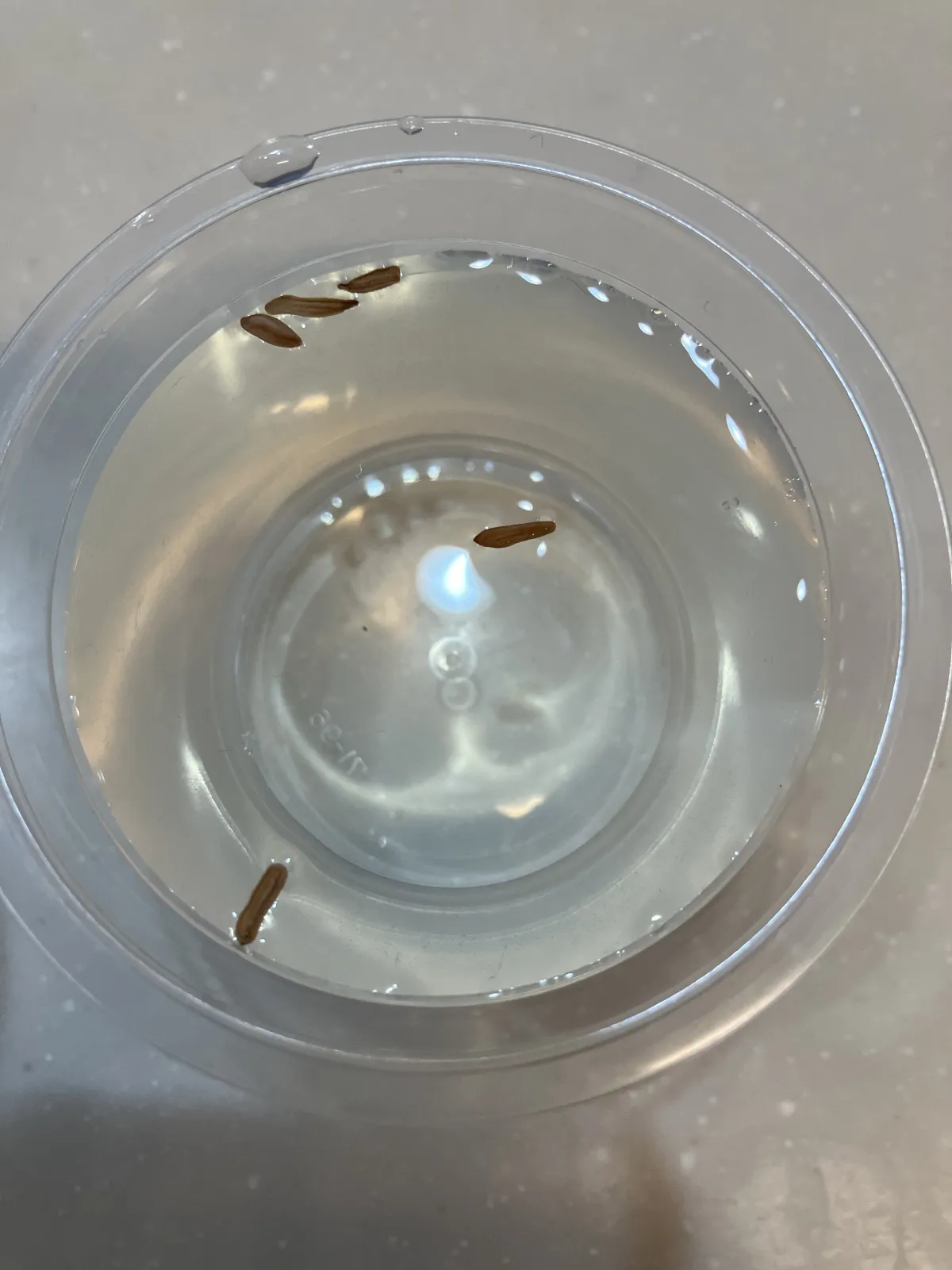 Pachypodium rosulatum ssp. rosulatum (パキポディウム ロスラーツム)