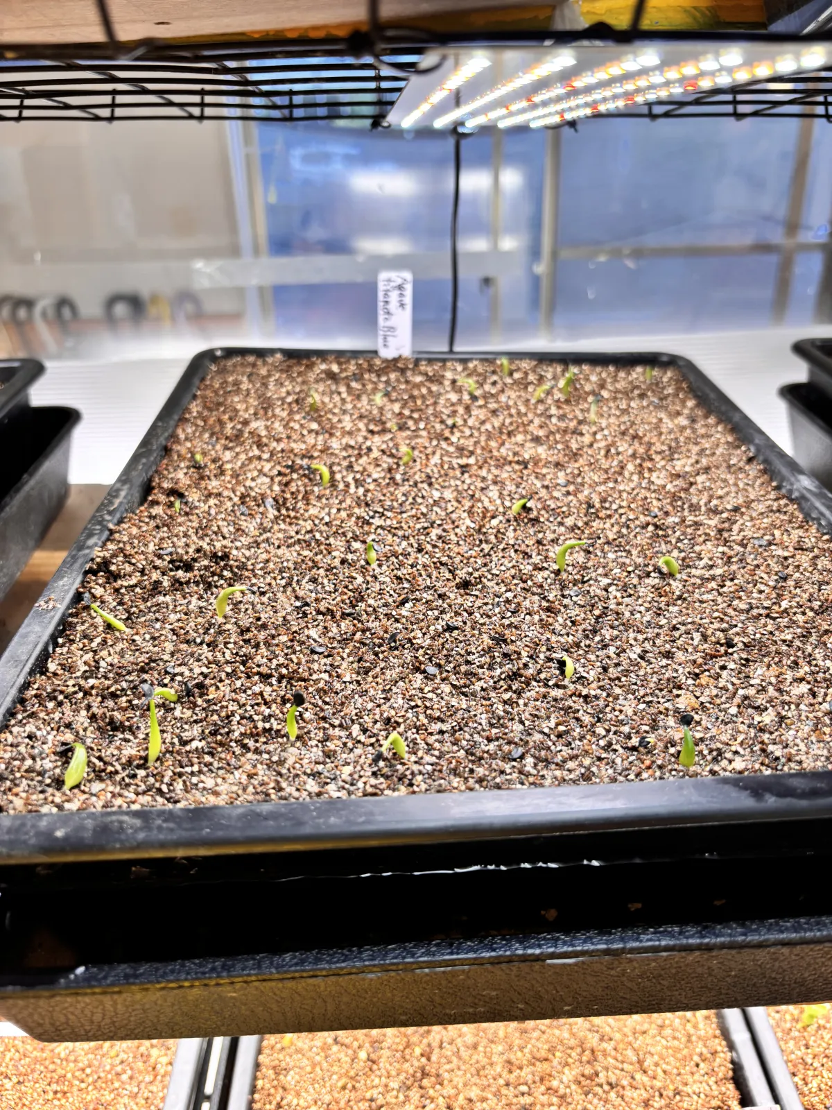 Agave titanota 'Blue' (アガベ チタノタブルー)