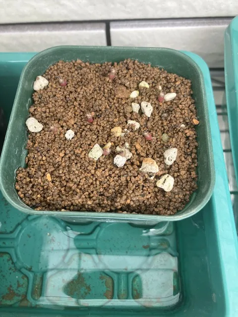 Ferocactus latispinus (フェロカクタス ラティスピナス 日の出丸)