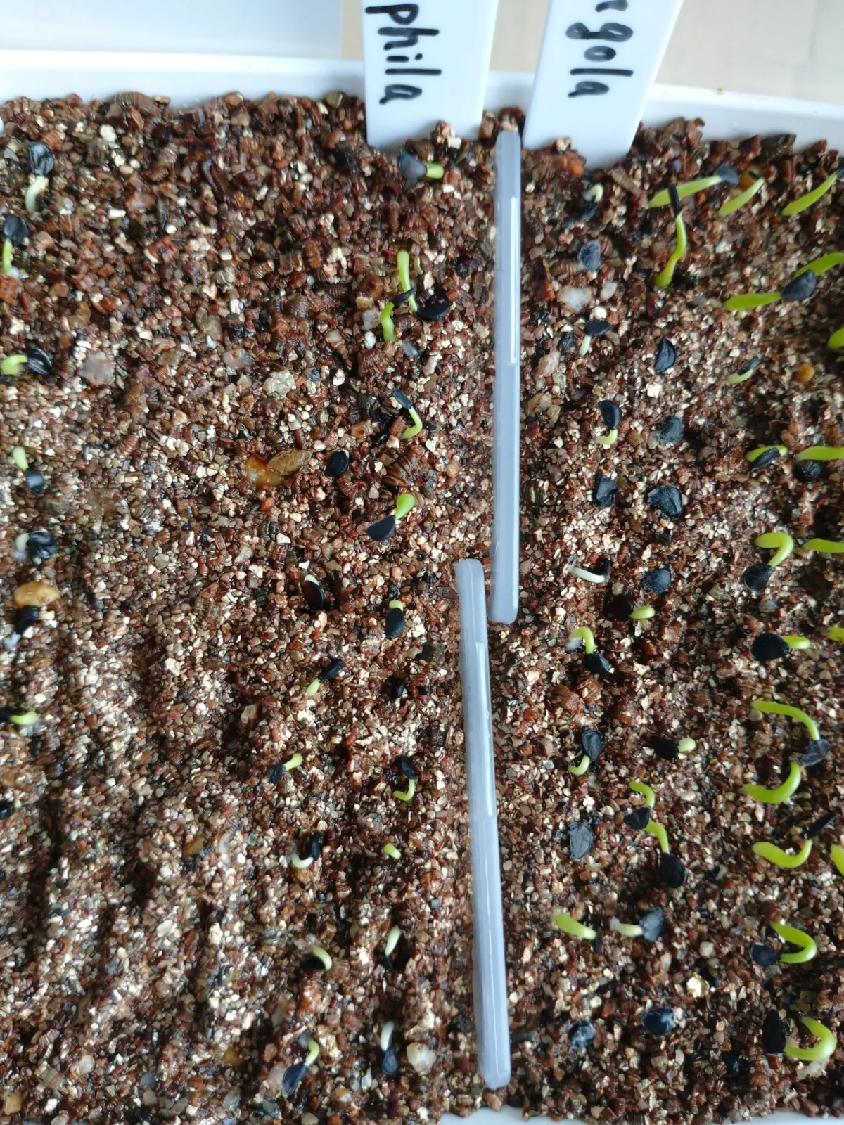 Agave calciphila (アガベ カルチフィラ)