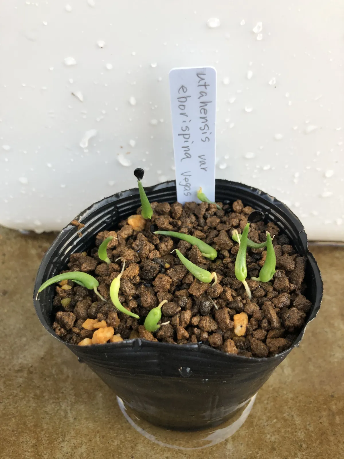 Agave utahensis var. eborispina (アガベ エボリスピナ)