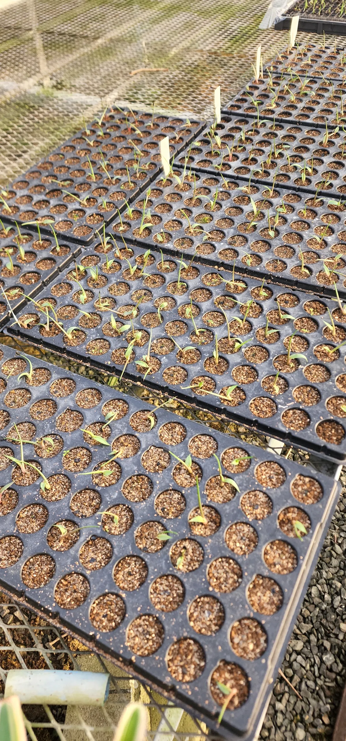 Agave potatorum Purple Haze (アガベ パープルヘイズ)