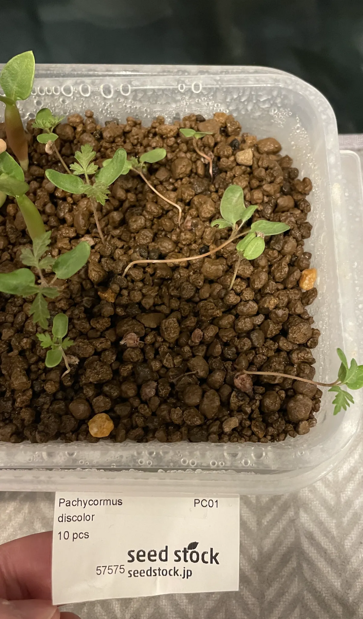 Pachycormus discolor (パキコルムス ディスカラー)