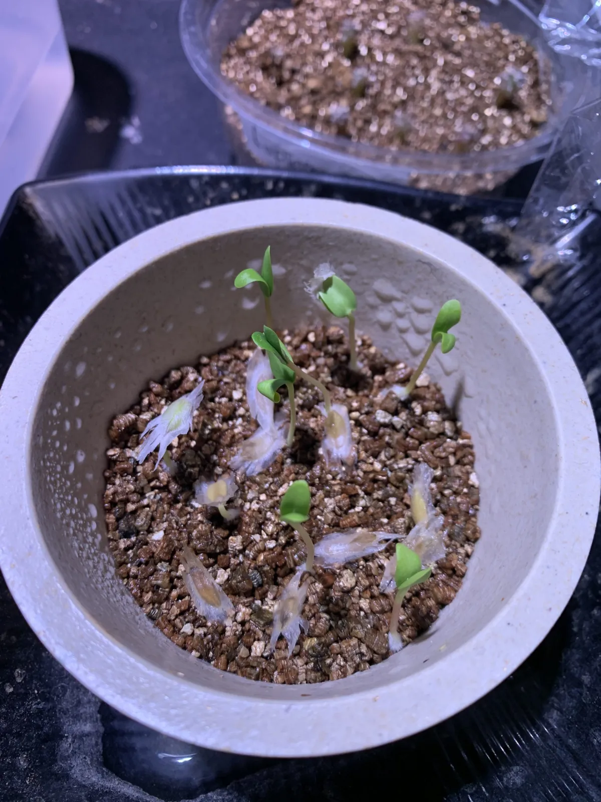 Fouquieria formosa (フォークイエリア フォルモサ)