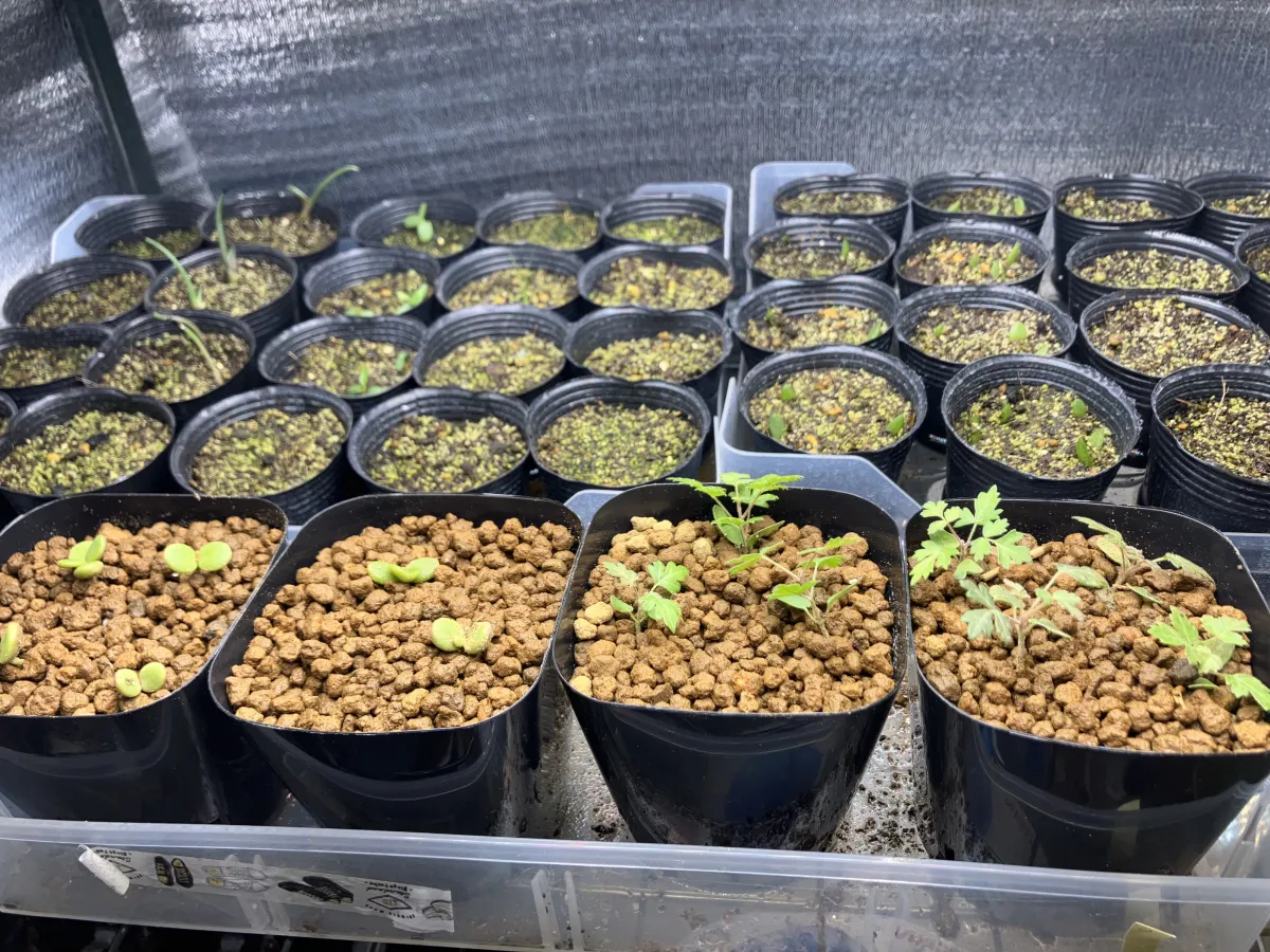 Pachycormus discolor (パキコルムス ディスカラー)