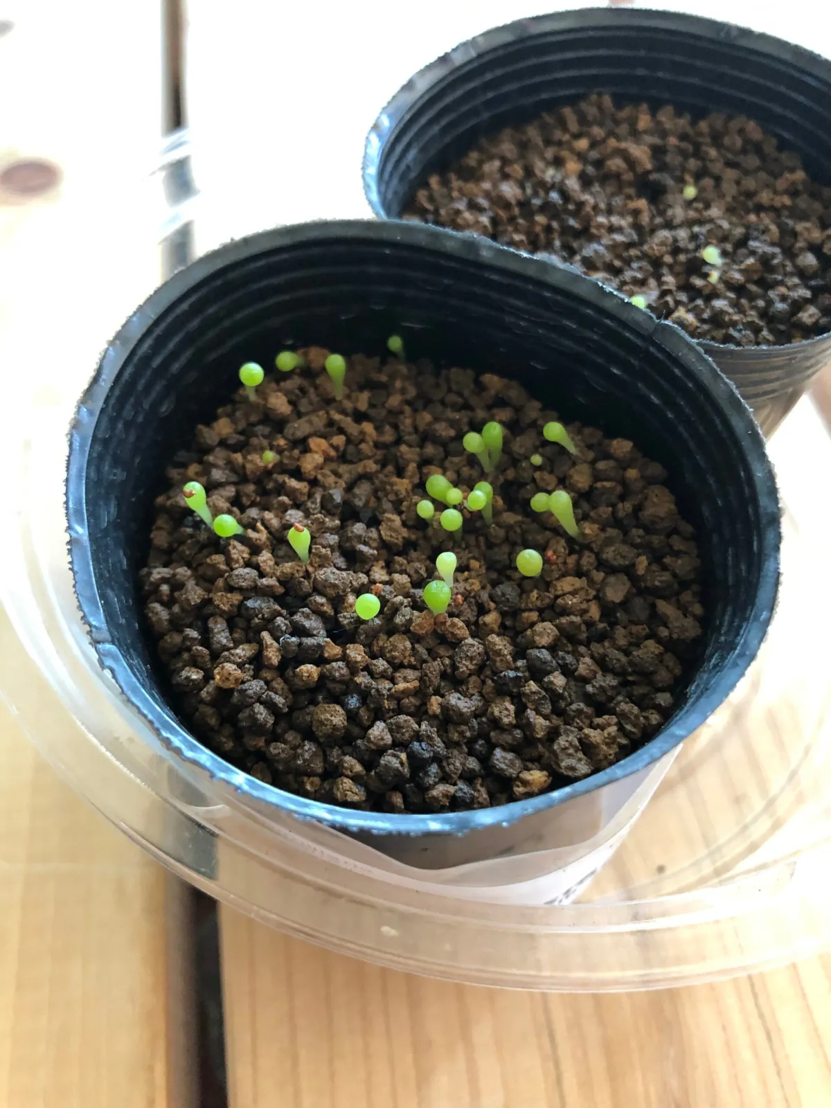 Mammillaria hahniana (マミラリア ハニアナ 玉翁)