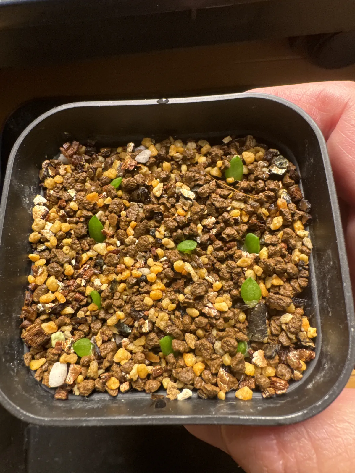 Aloe broomii var. tarkaensis (アロエ ブルーミータルカエンシス)