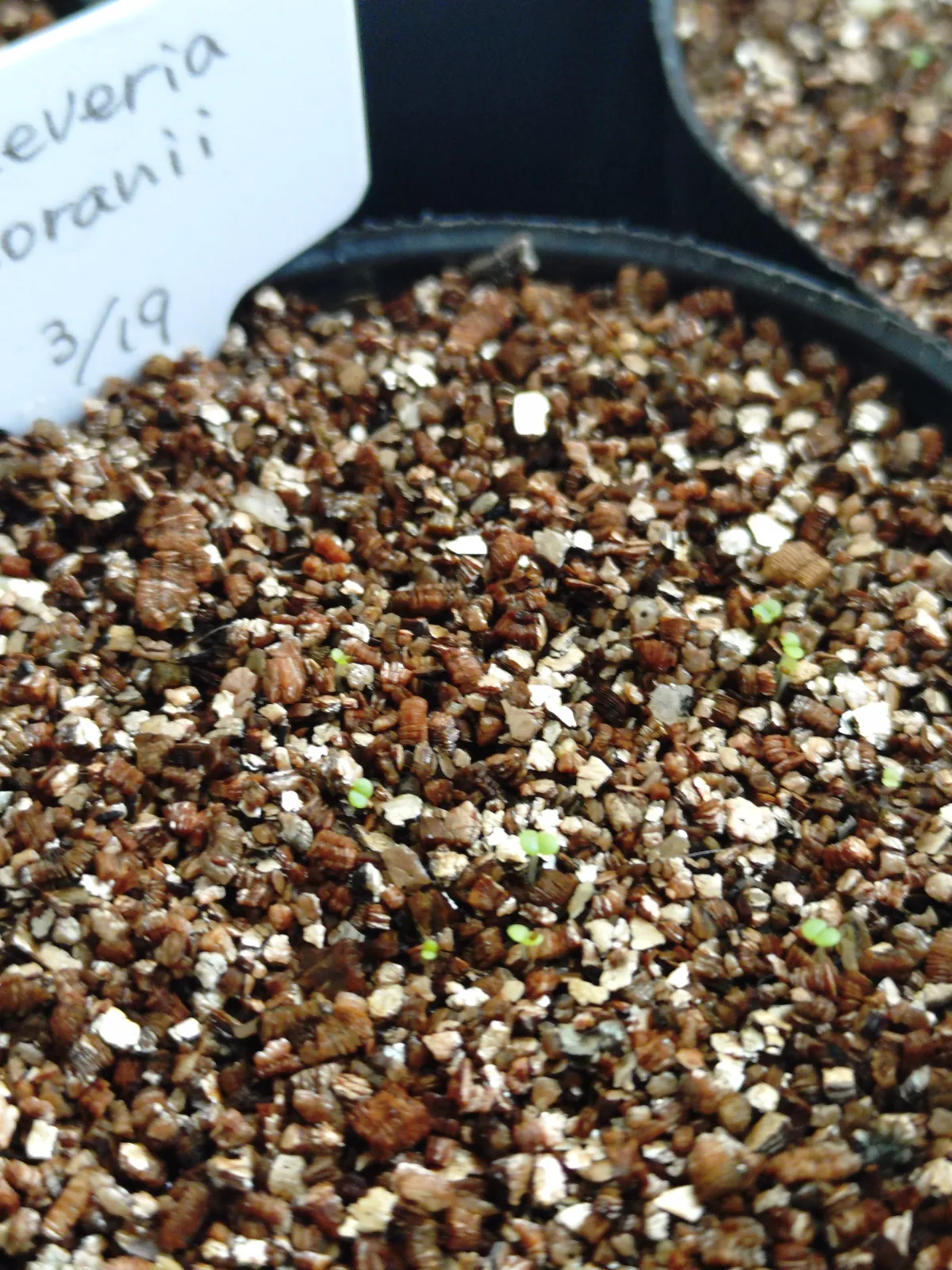 Echeveria moranii Walther (エケベリア モラニー)