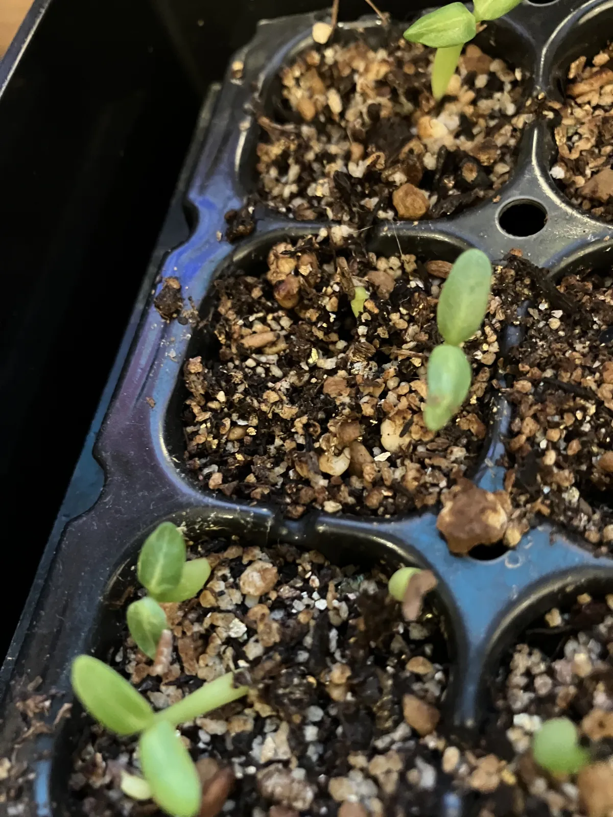 Pachypodium rosulatum var. gracilius (パキポディウム グラキリス)