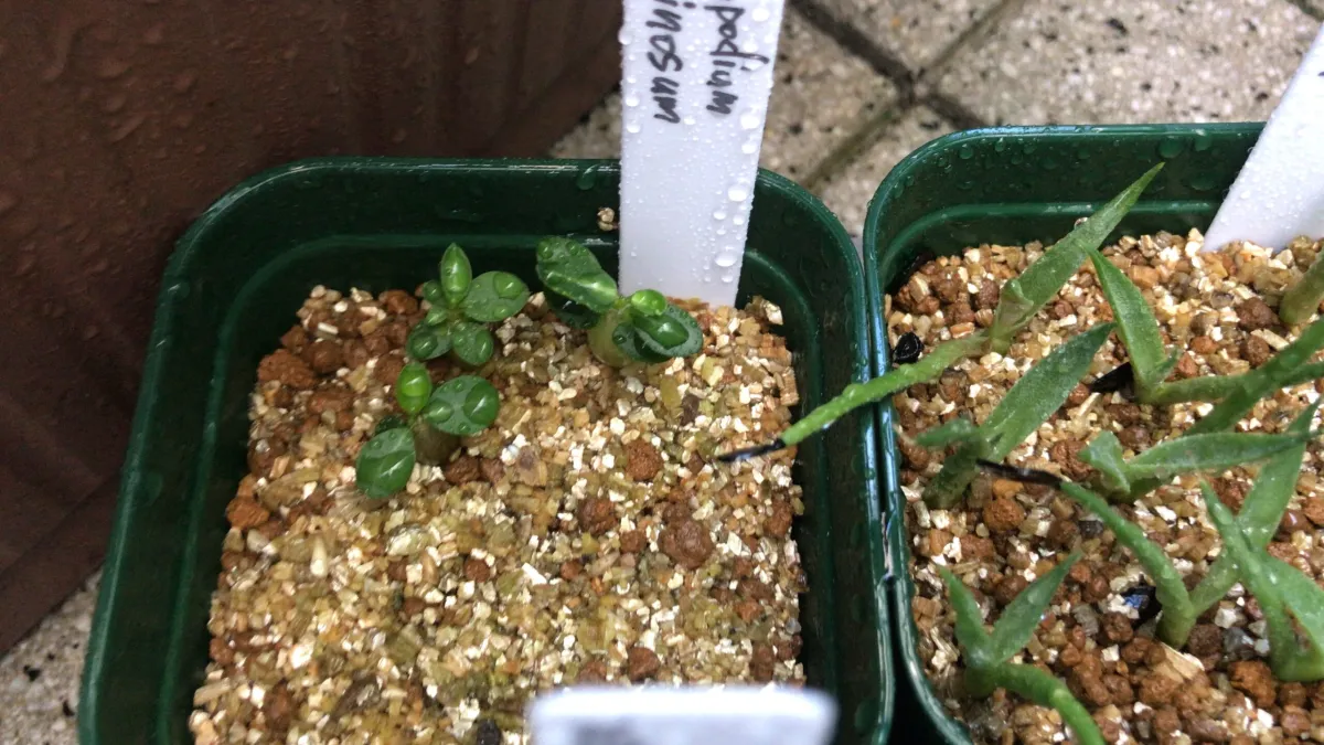 Pachypodium bispinosum (パキポディウム ビスピノーサム)