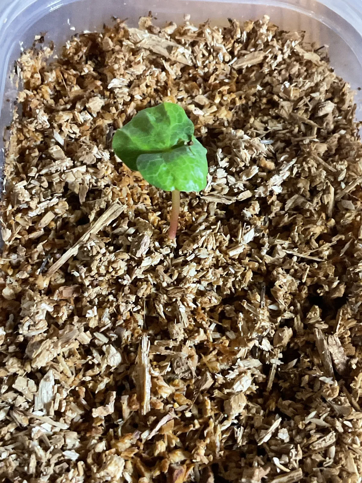 Commiphora wightii (コミフォラ ワイティ)