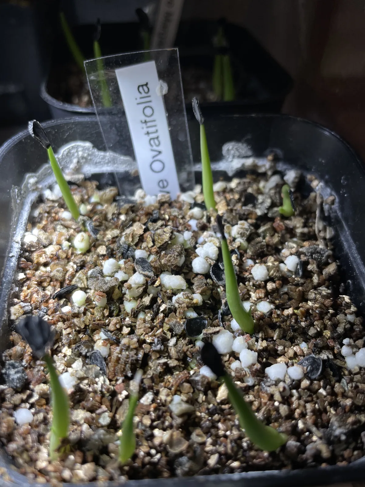 Agave ovatifolia (アガベ オバティフォリア)