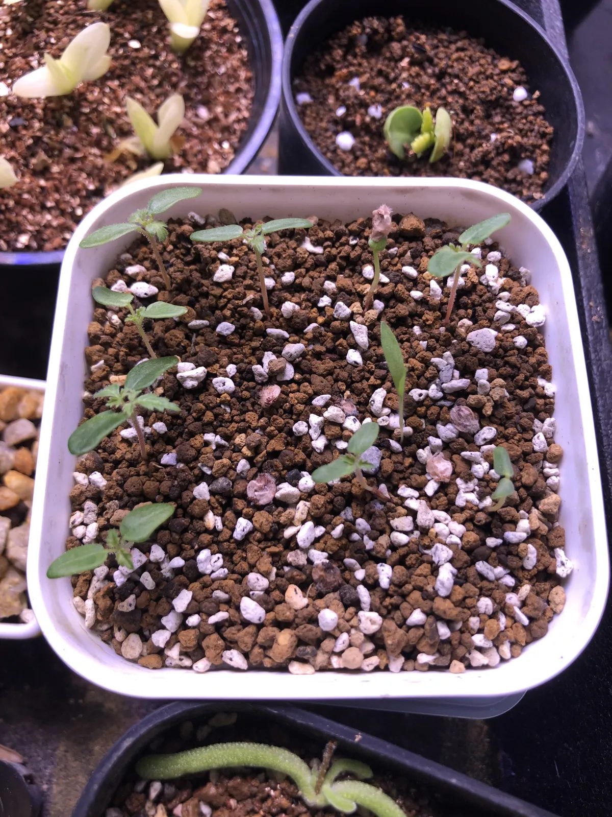 Pachycormus discolor var. veatchianus (パキコルムス ディスカラー ビーチアナス)