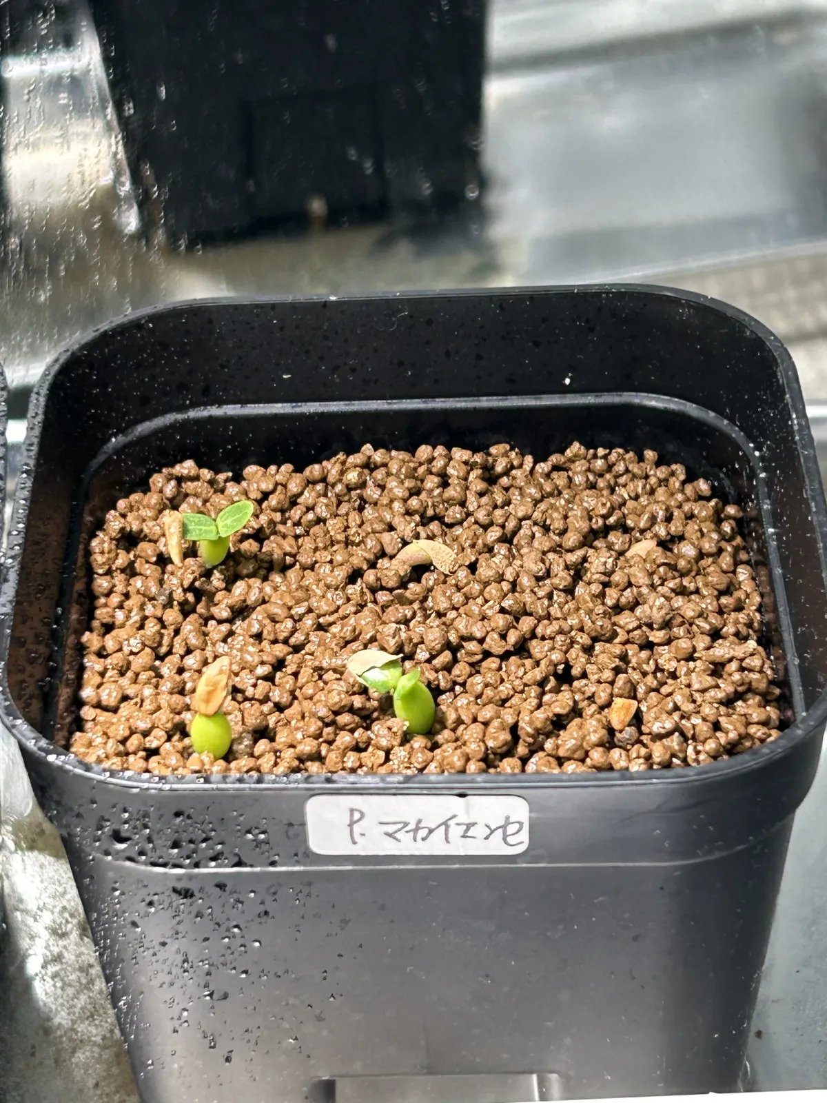 Pachypodium rosulatum subsp. makayense (パキポディウム マカイエンセ)