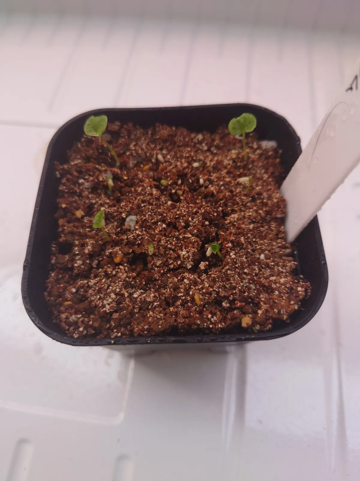 Philodendron selloum (フィロデンドロン セロウム)