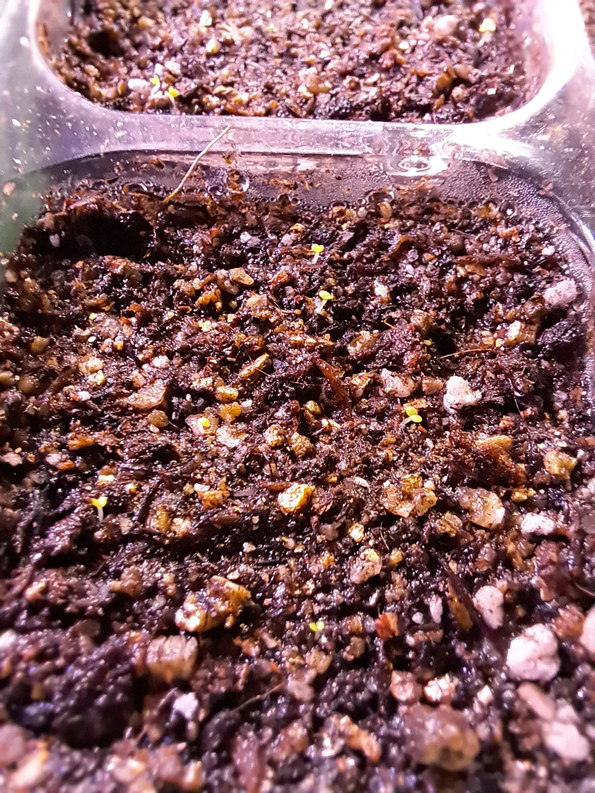 Echeveria colorata f. colorata (エケベリア コロラタ タパルパ)