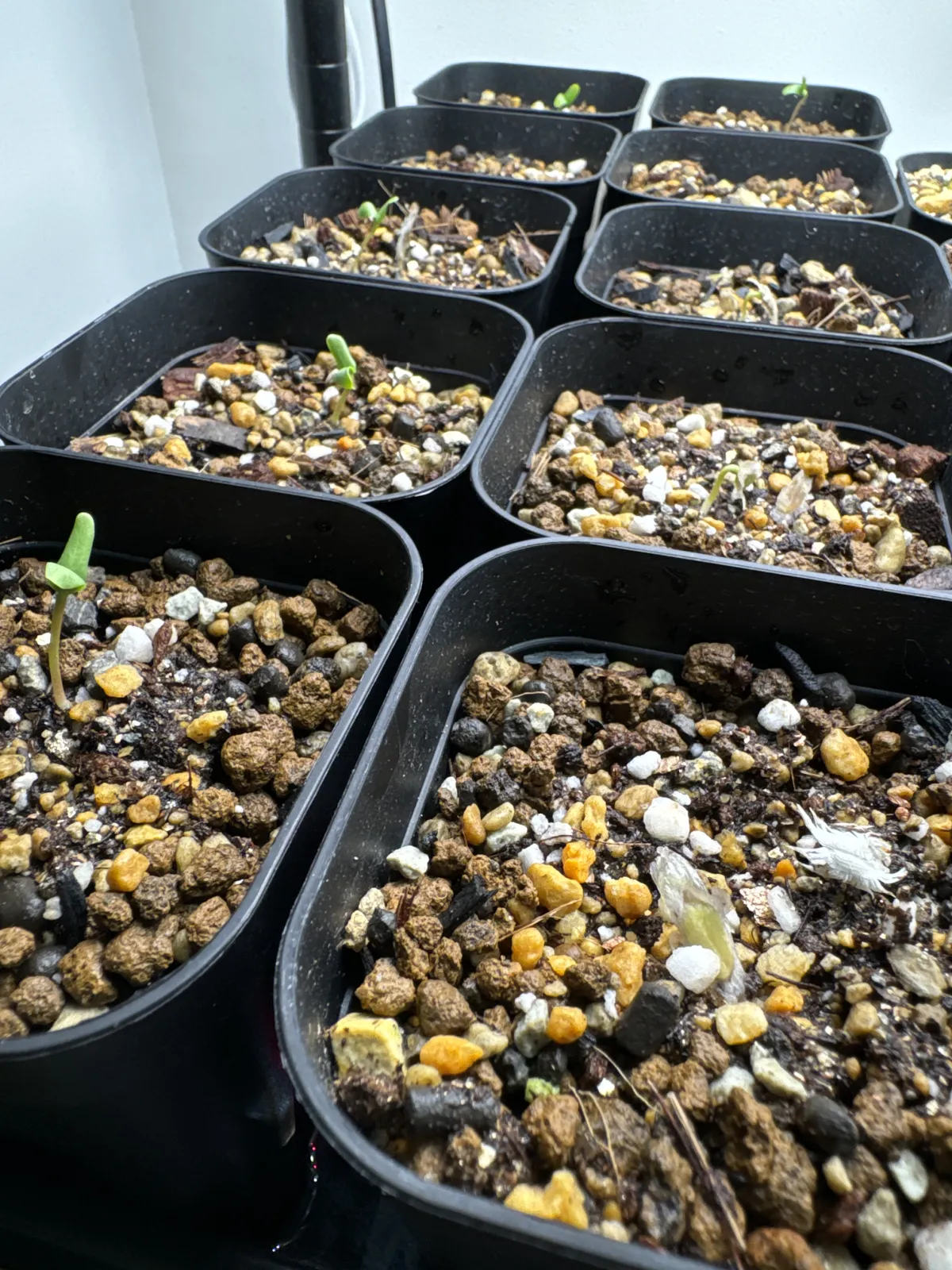 Fouquieria formosa (フォークイエリア フォルモサ)