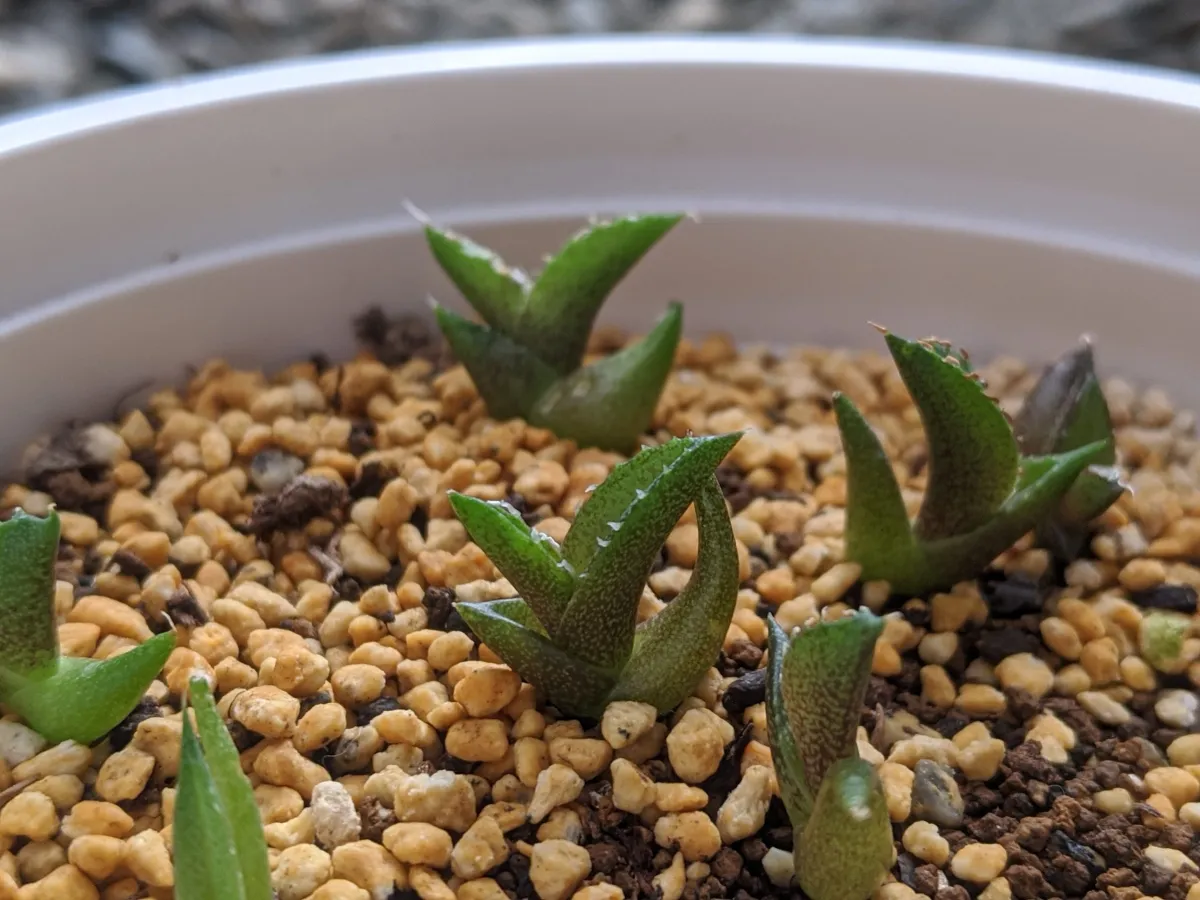 Agave oteroi (アガベ オテロイ)