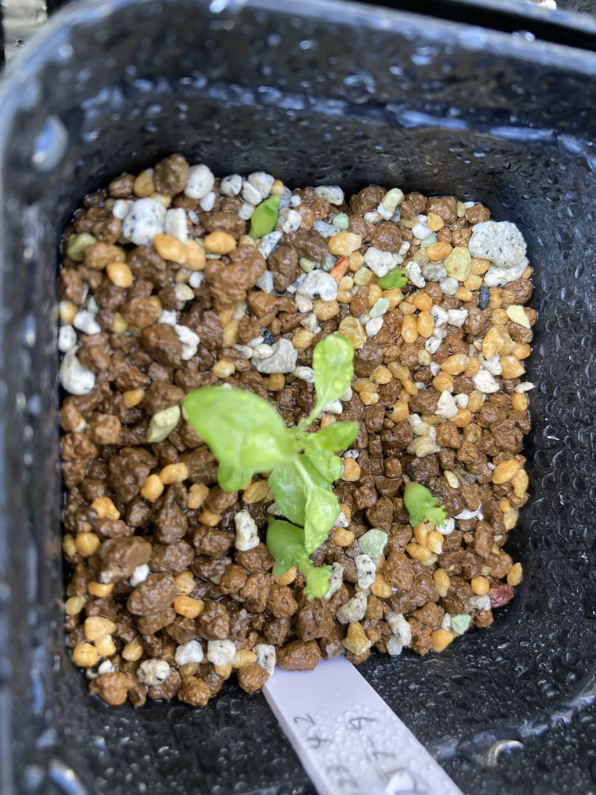 Euphorbia stellata (ユーフォルビア ステラータ 飛竜)