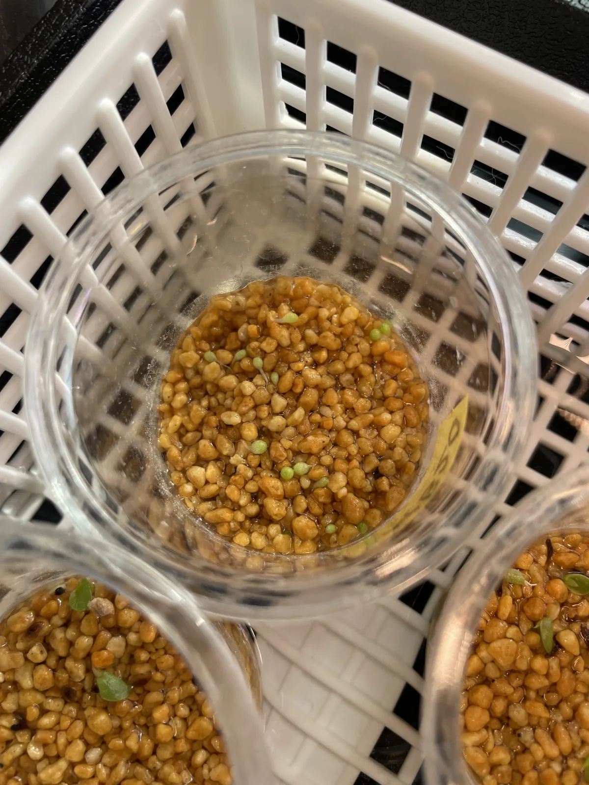 Conophytum calculus (コノフィツム カルキュルス 玉翡翠)