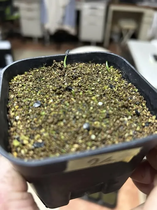 Agave pendula (アガベ ペンデュラ)