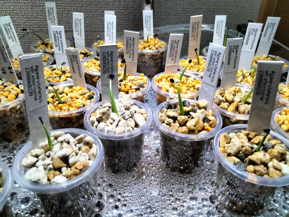 Agave utahensis var. eborispina (アガベ エボリスピナ)