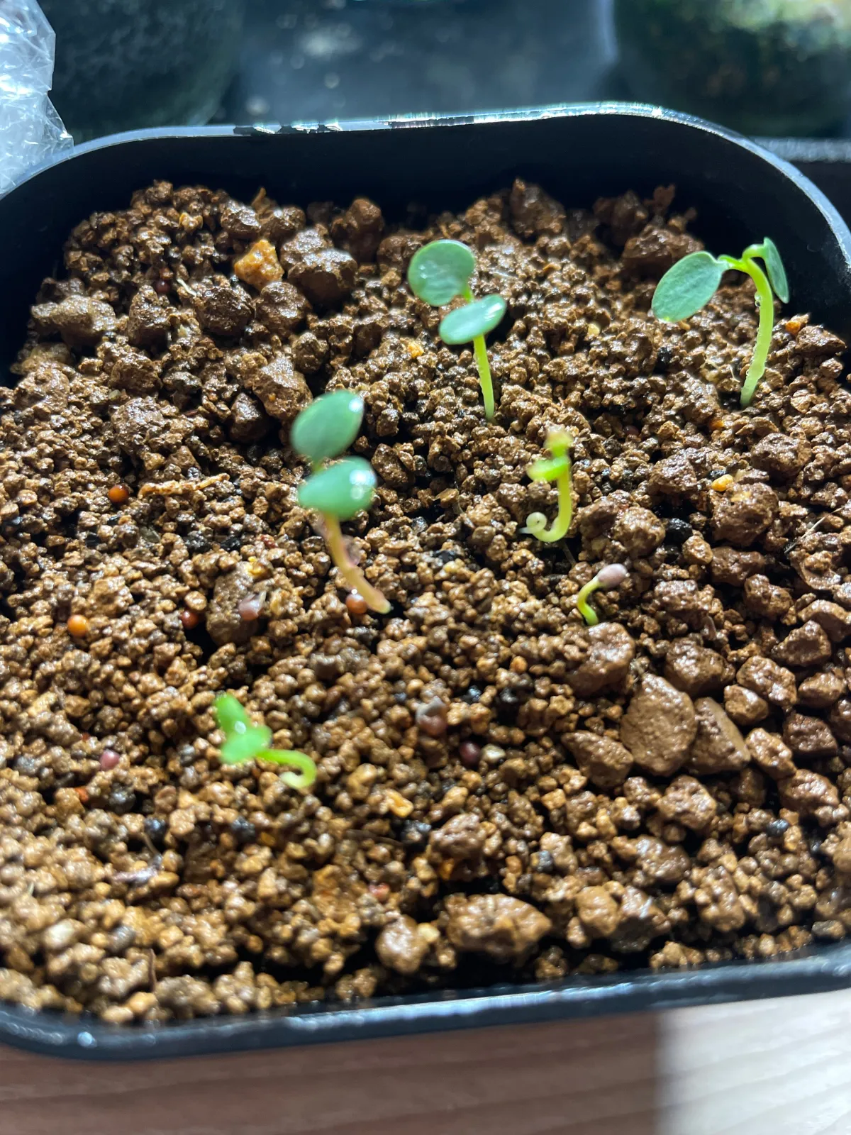 Euphorbia pachypodioides (ユーフォルビア パキポディオイデス)