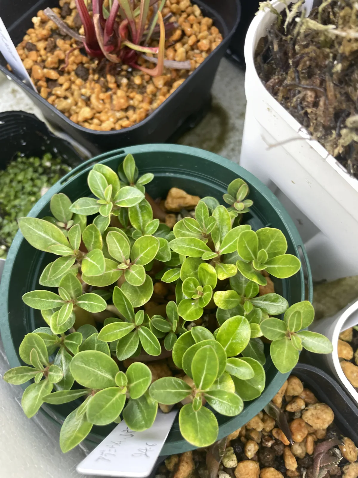 Adenium obesum (アデニウム オベスム)