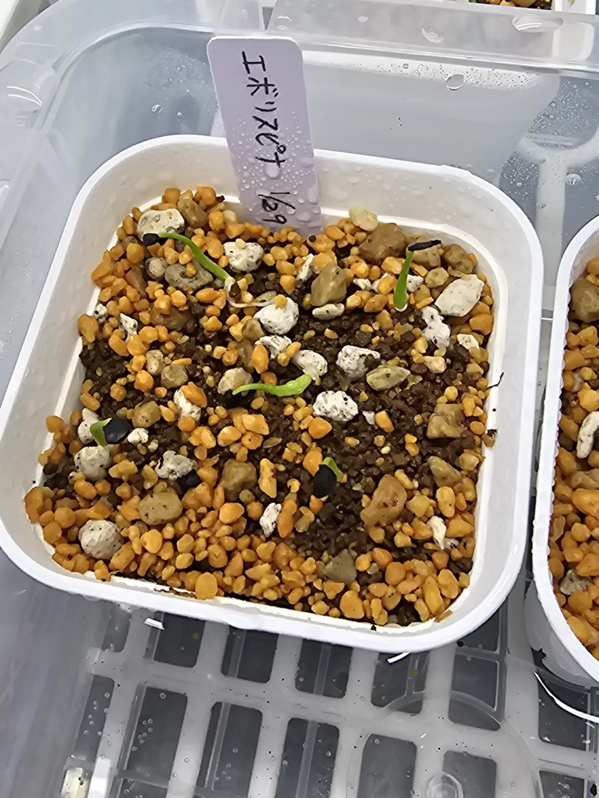 Agave utahensis var. eborispina (アガベ エボリスピナ)