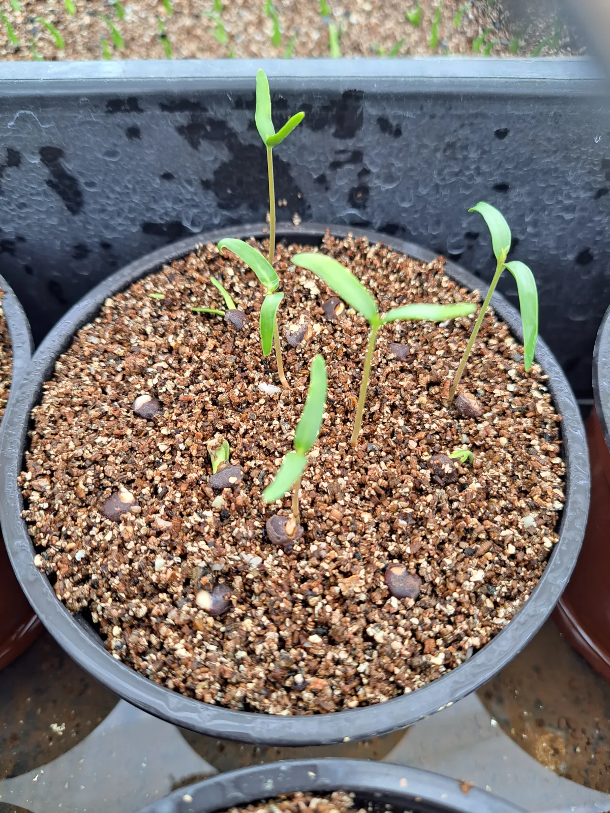 Operculicarya pachypus (オペルクリカリア パキプス)