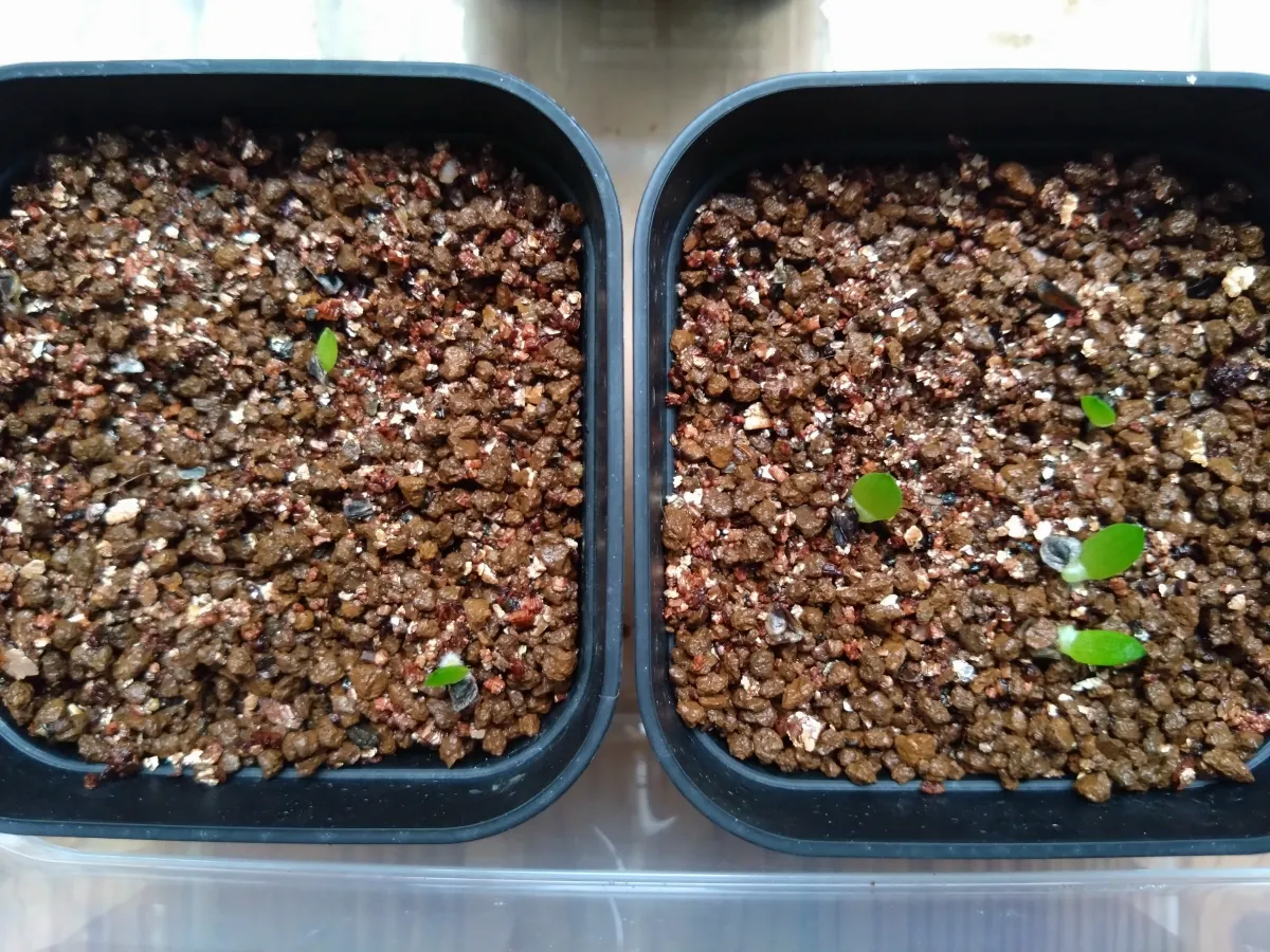 Aloe marlothii subsp. marlothii (アロエ マルロシー)